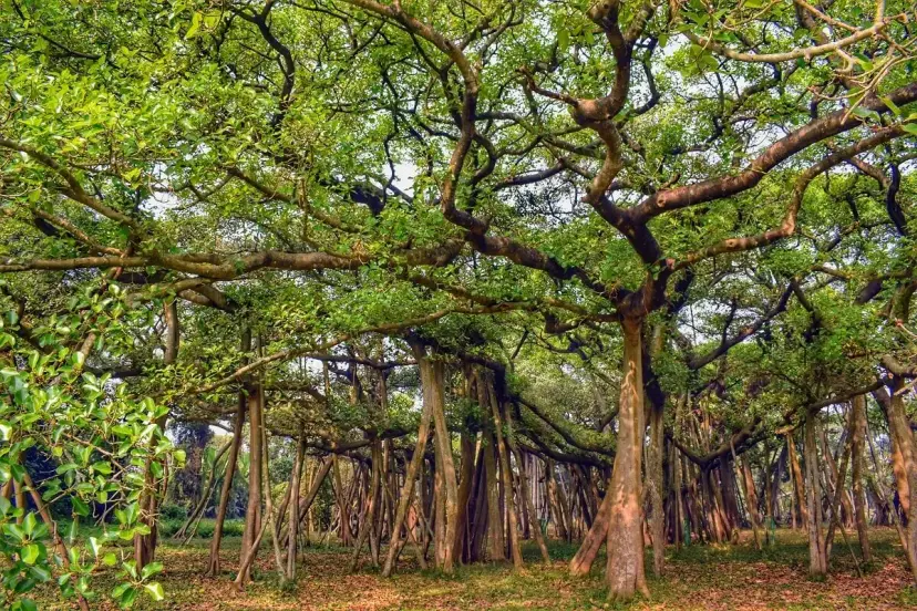 Banyan